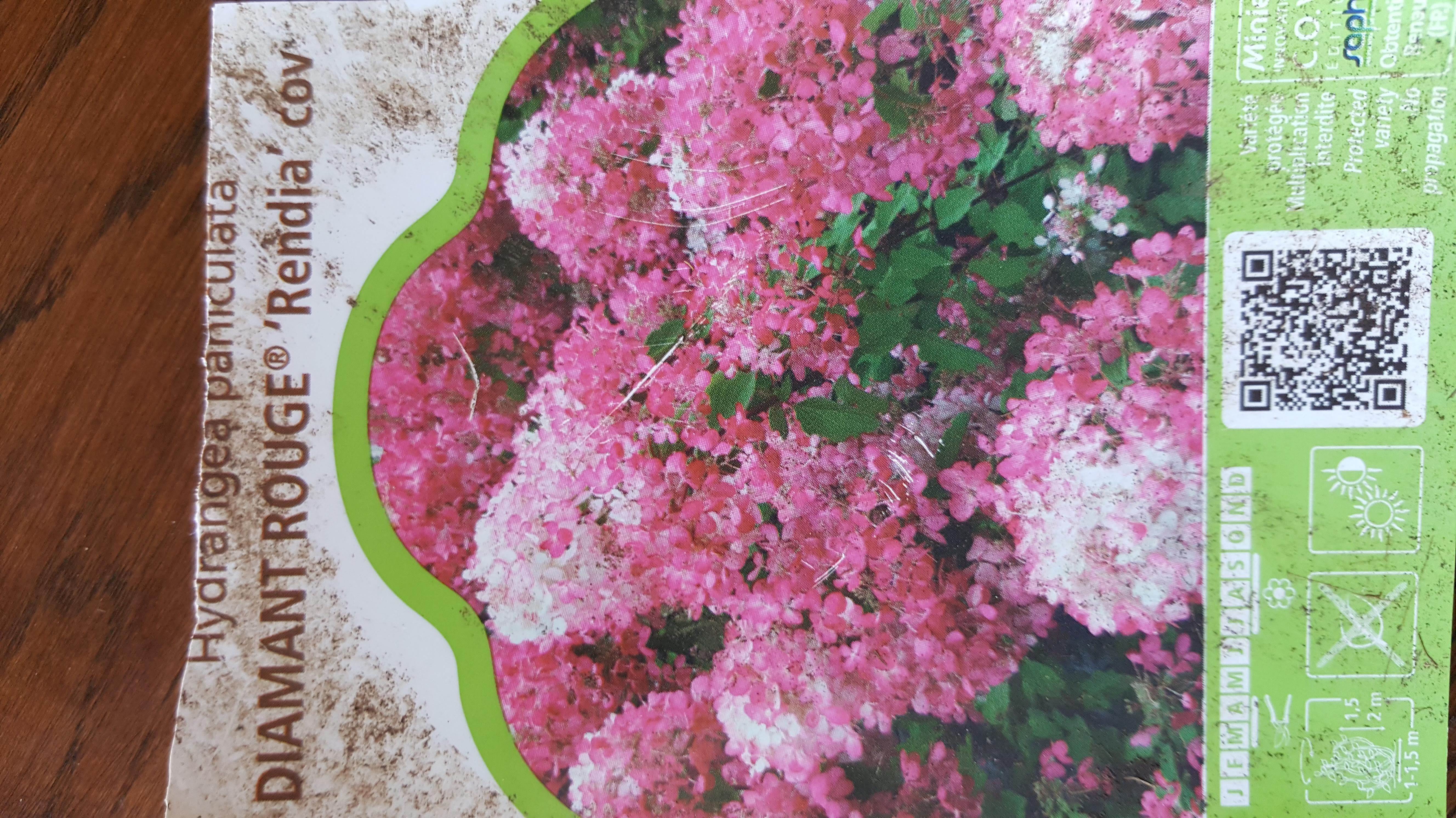 hydrangea renjacov.jpg